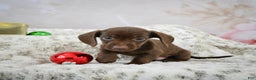 Miniature Dachshund dogs for sale: Rudolph  - Ad 6