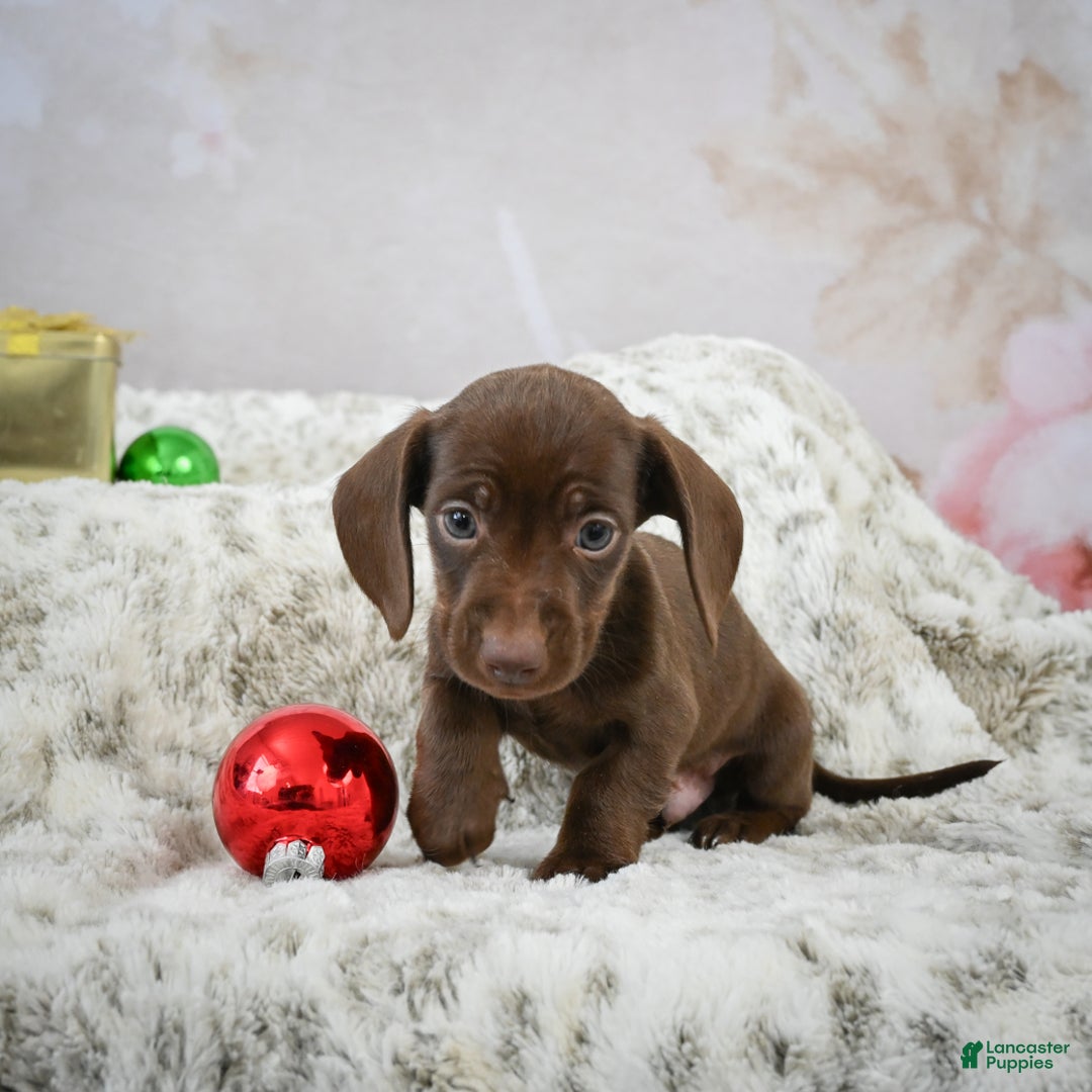 Miniature Dachshund dogs for sale: Rudolph  - Ad 6