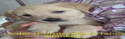 Golden Retriever dogs for sale: Cedar - Ad 1