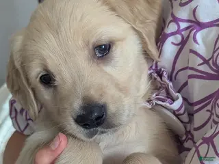 Golden Retriever dogs for sale: Cedar - Ad 4