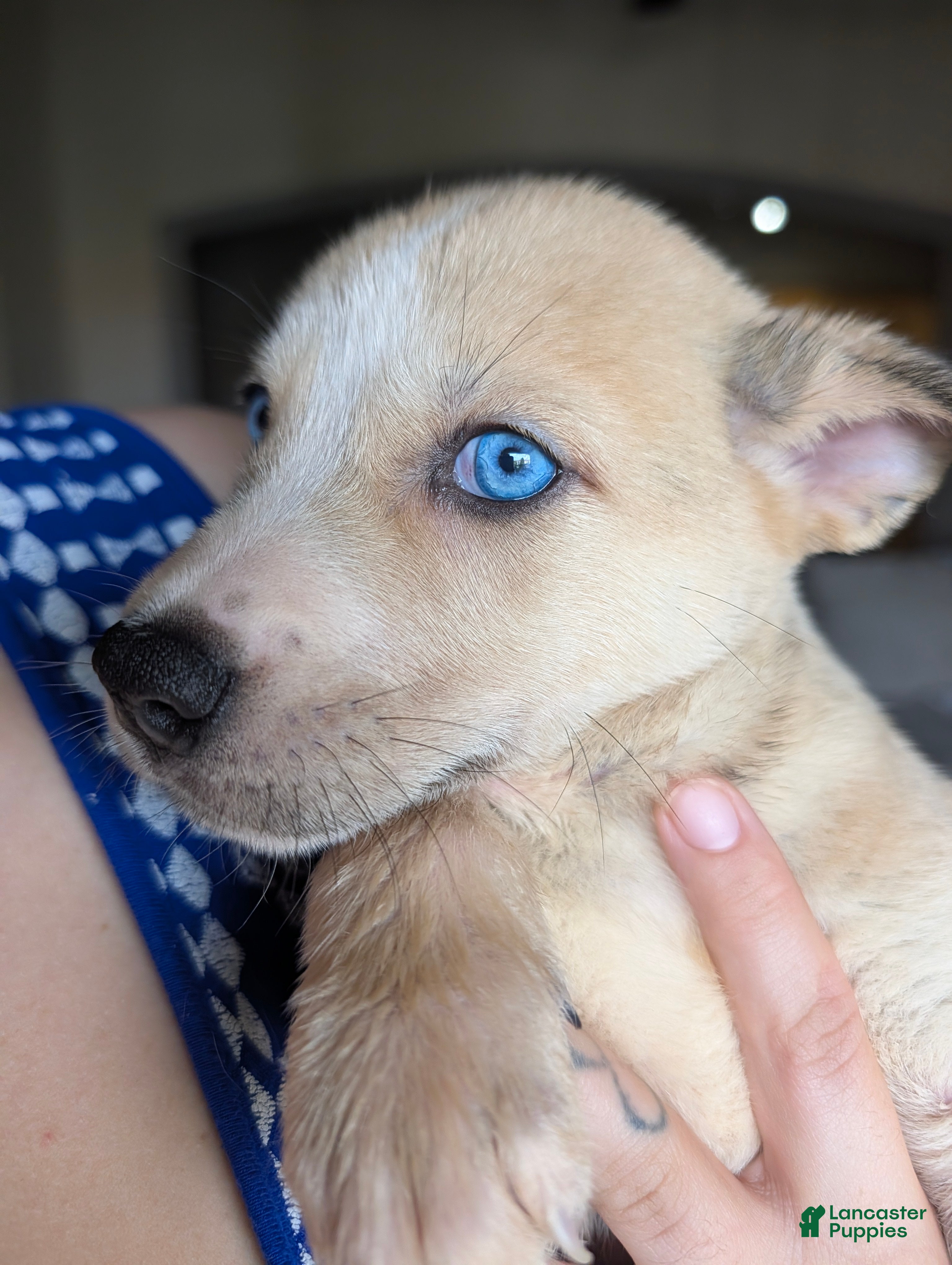 Pitsky dogs Celia - Ad 1