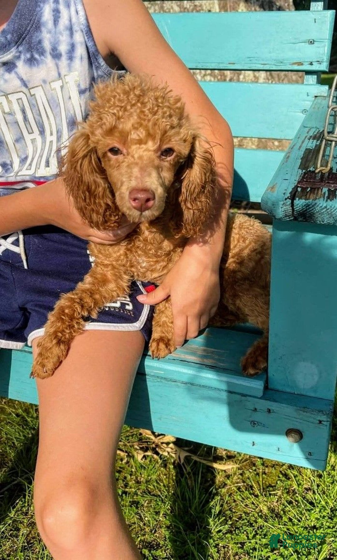 Toy Poodle dogs for sale: Hope - Ad 5