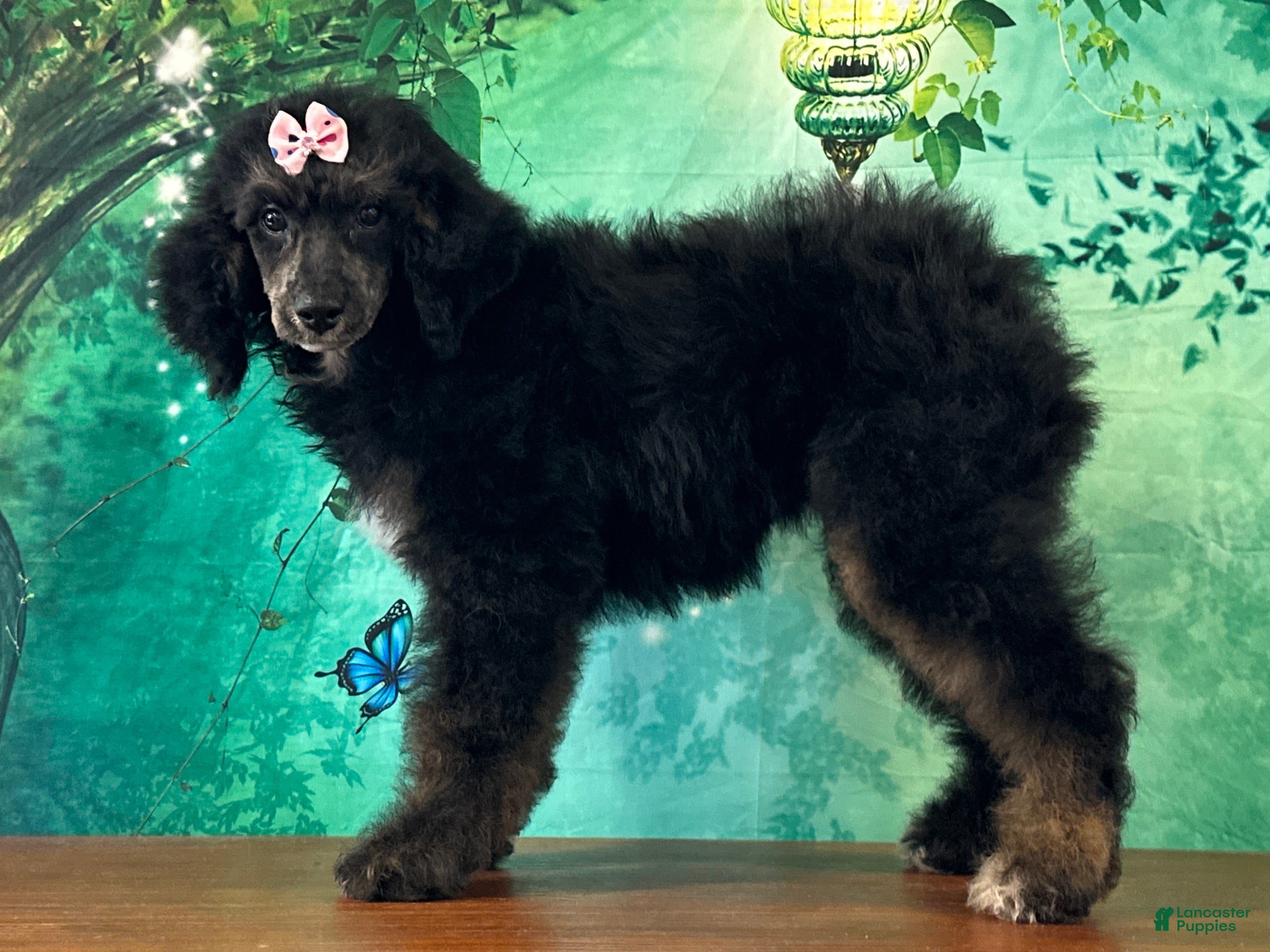 Miniature Poodle dogs Minnie - Ad 2