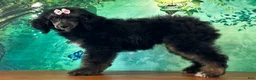 Miniature Poodle dogs for sale: Minnie - Ad 2