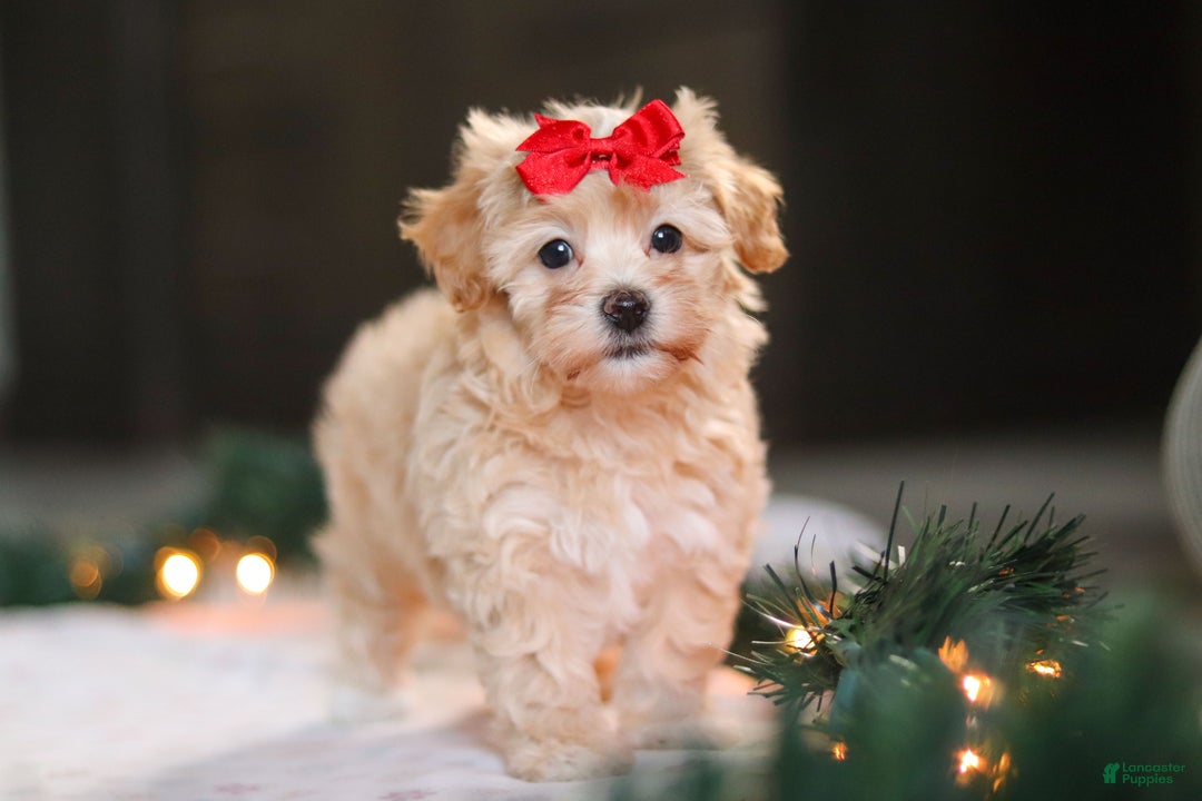 Havapoo dogs for sale: Reese - Ad 10