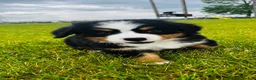 Bernese Mountain Dog dogs for sale: Everett - Ad 8