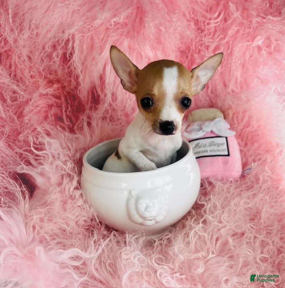 Chihuahua dogs for sale: Chihuahua Puppy 1 - Ad 1