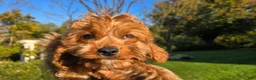 Cavapoo dogs for sale: Johan - Ad 4