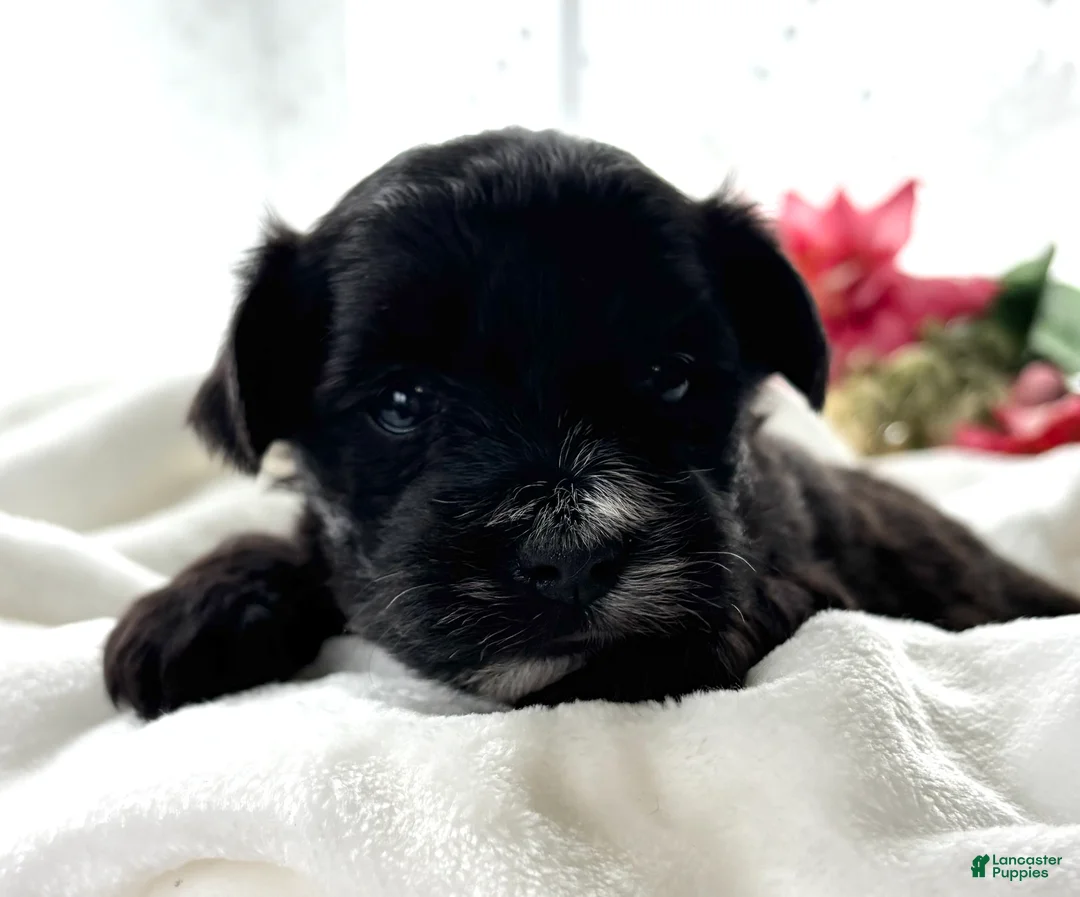 Morkie dogs for sale: D'Lynn - Ad 9