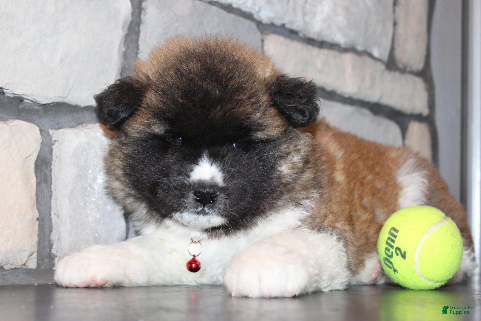 Akita dogs AKC JAX - Ad 1