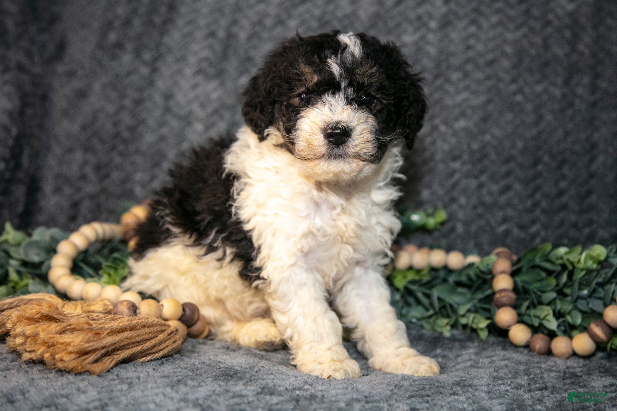 Mini Bernedoodle dogs Dexter - Ad 1