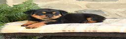 Rottweiler dogs for sale: Bailey - Ad 3