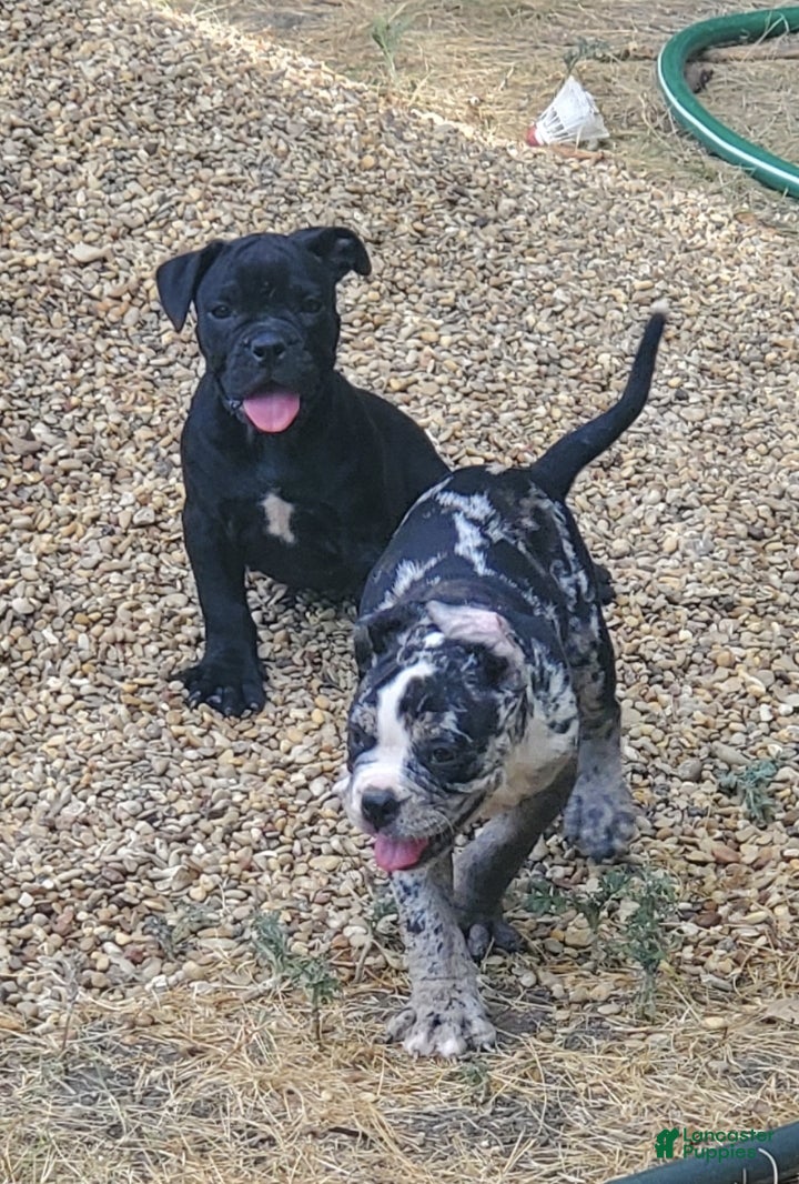 Alapaha Blue Blood Bulldog dogs Alapaha Blue Blood Bulldog 7 - Ad 1