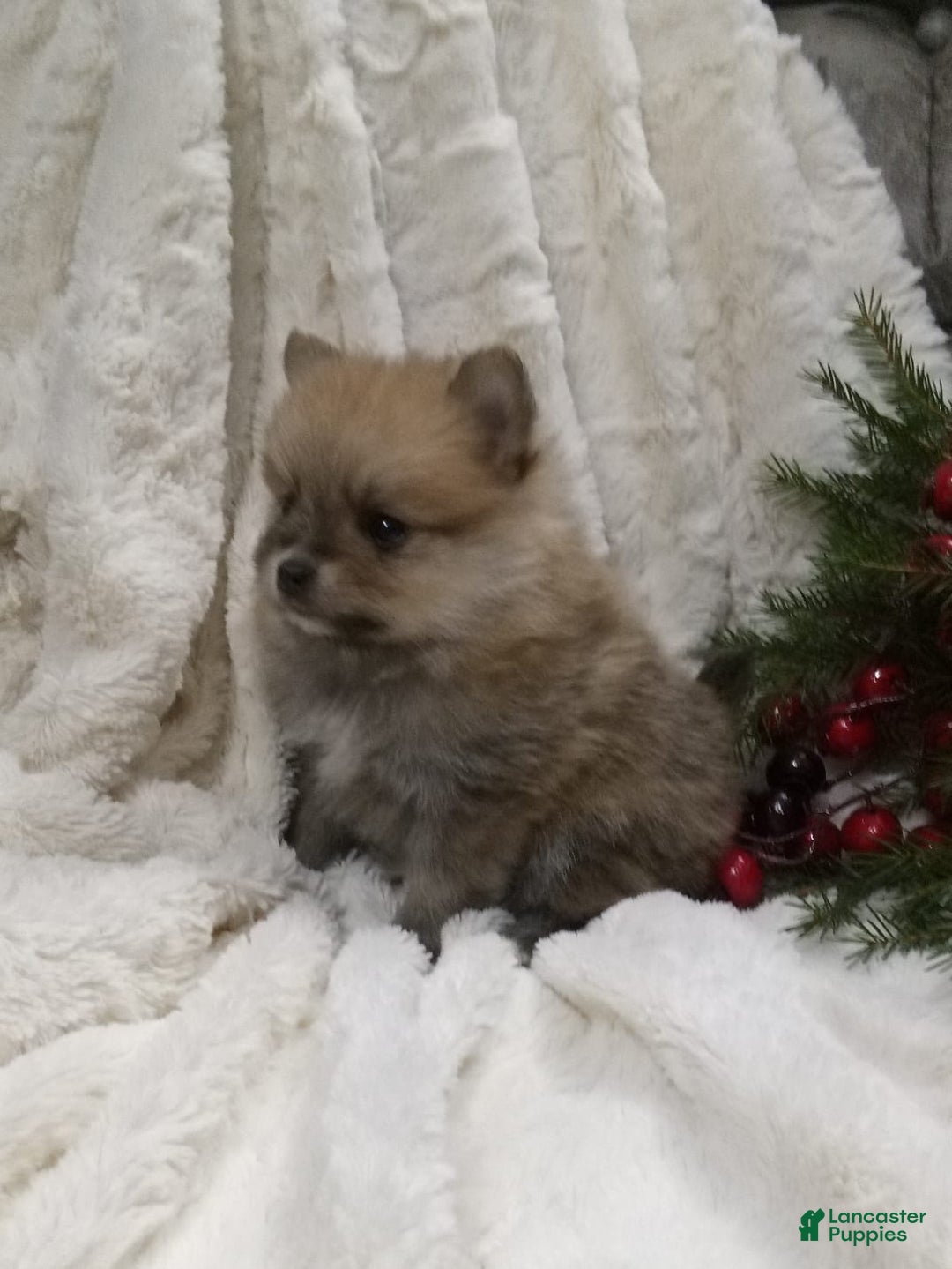 Pomeranian dogs for sale: Charlie  - Ad 3