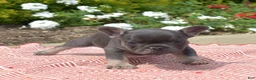French Bulldog dogs for sale: Zoey - Ad 9
