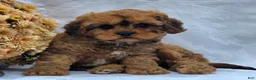 Cavapoo dogs for sale: Robby - Ad 4