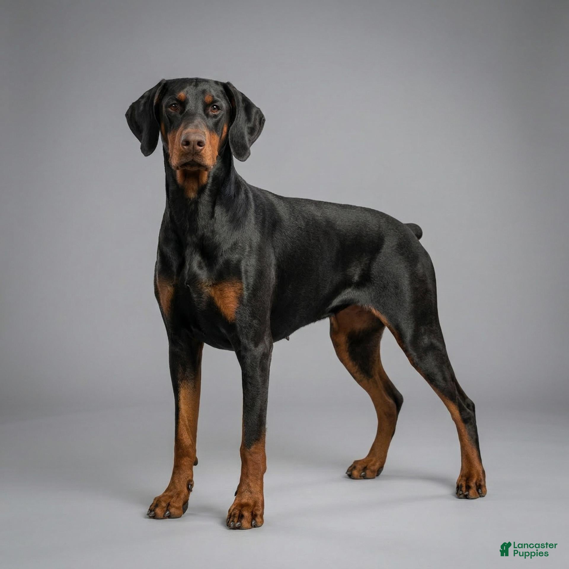 Doberman Pinscher dogs Raziel - Ad 2
