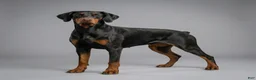 Doberman Pinscher dogs for sale: Angel - Ad 3