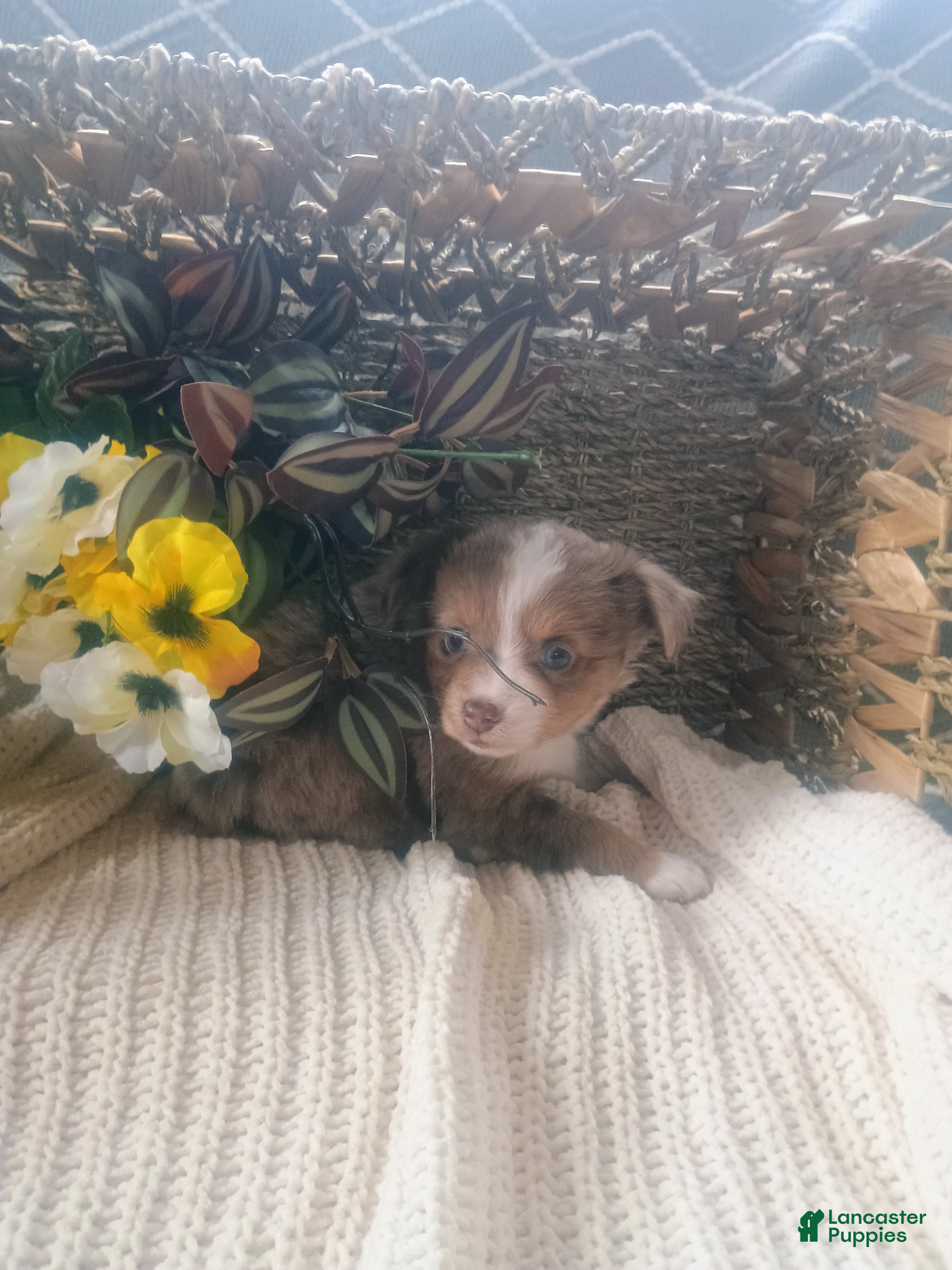 Toy Australian Shepherd dogs Toy Australian Shepherd Puppy 2 - Ad 2