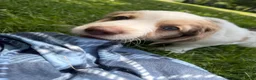 Mixed Breed dogs for sale: Mixed Breed 1 - Ad 3