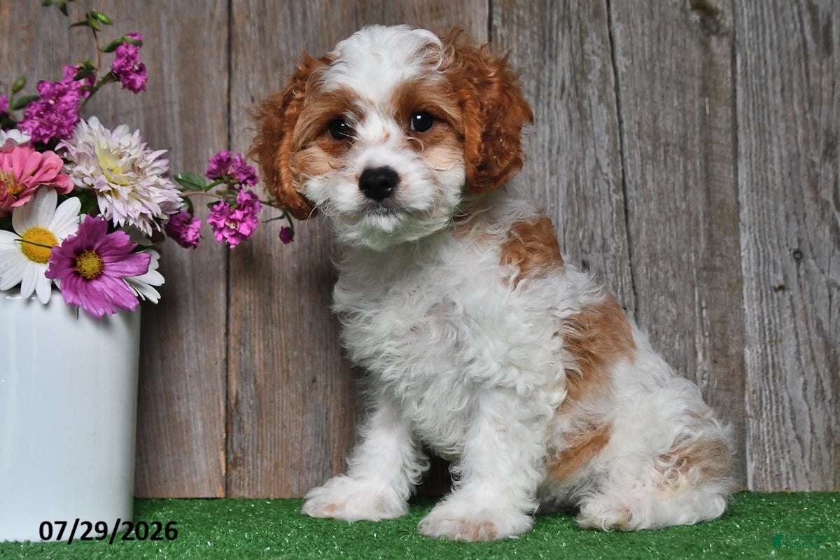 Cavapoo dogs Jaxon - Ad 1