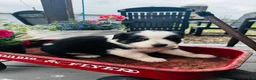 Australian Shepherd dogs for sale: Bethany  - Ad 1