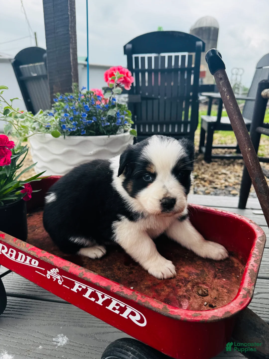 Australian Shepherd dogs for sale: Bethany  - Ad 1