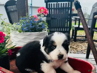 Australian Shepherd dogs for sale: Bethany - Ad 1