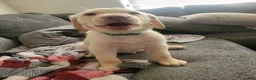Labrador Retriever dogs for sale: Labrador Retriever Puppy 2 - Ad 5