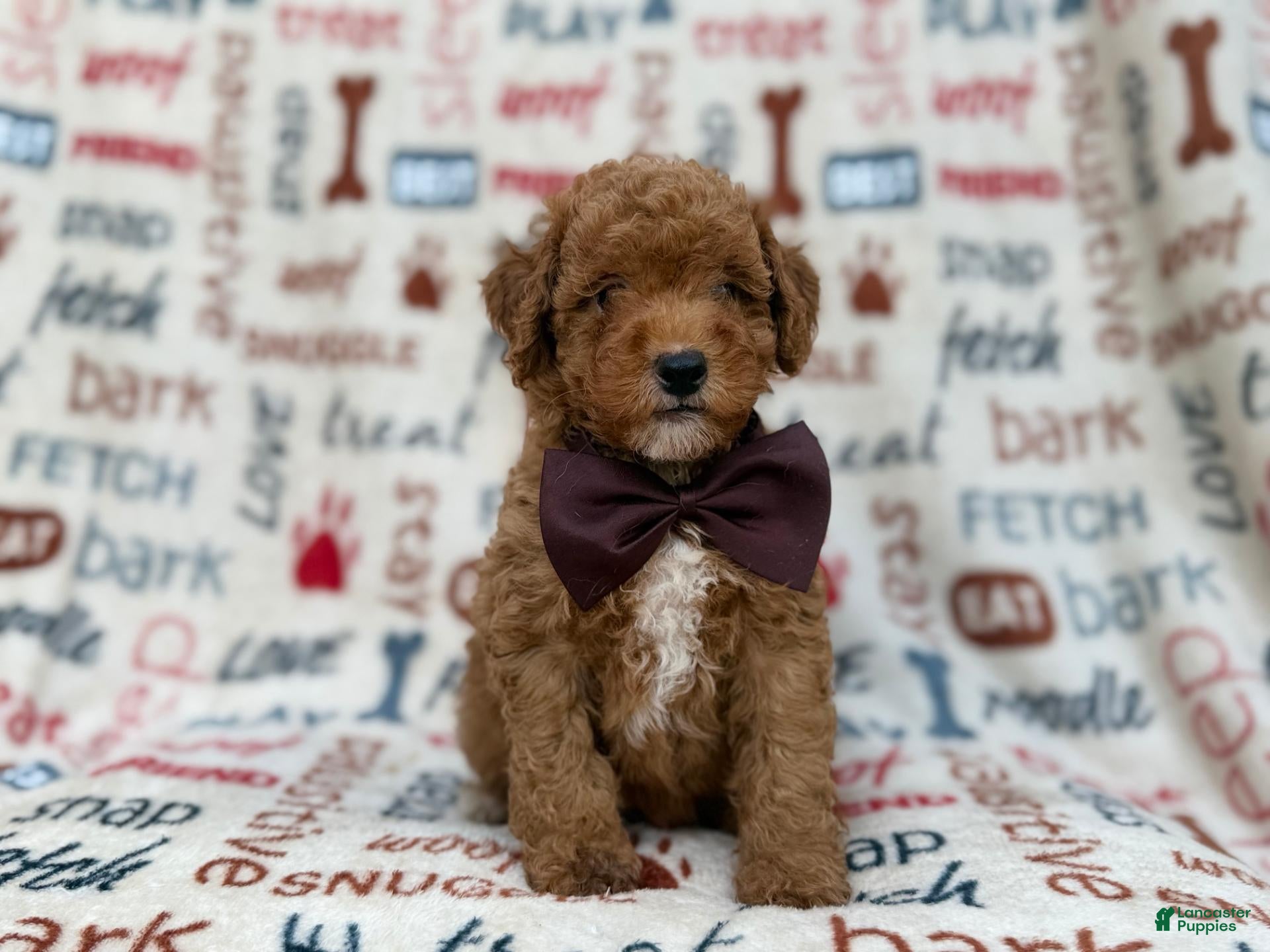 Cavapoo dogs for sale: Adam - Ad 1