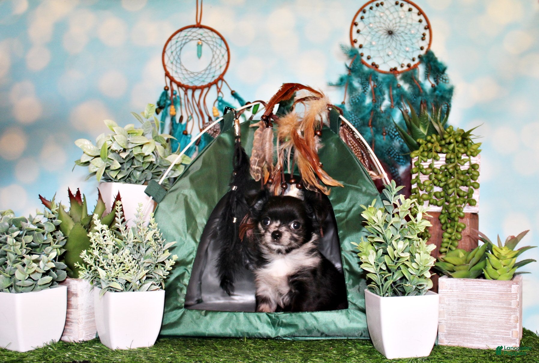 Chihuahua dogs Nori - Ad 1