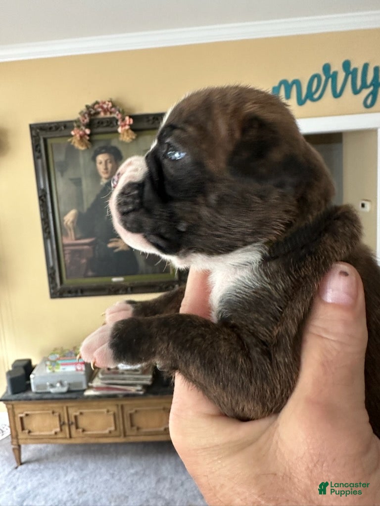 Boxer dogs for sale: Nova - Ad 1