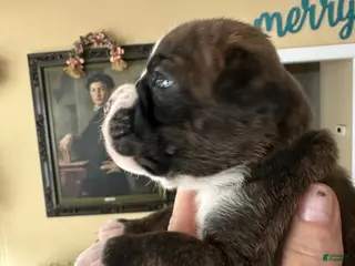 Boxer dogs for sale: Nova - Ad 1