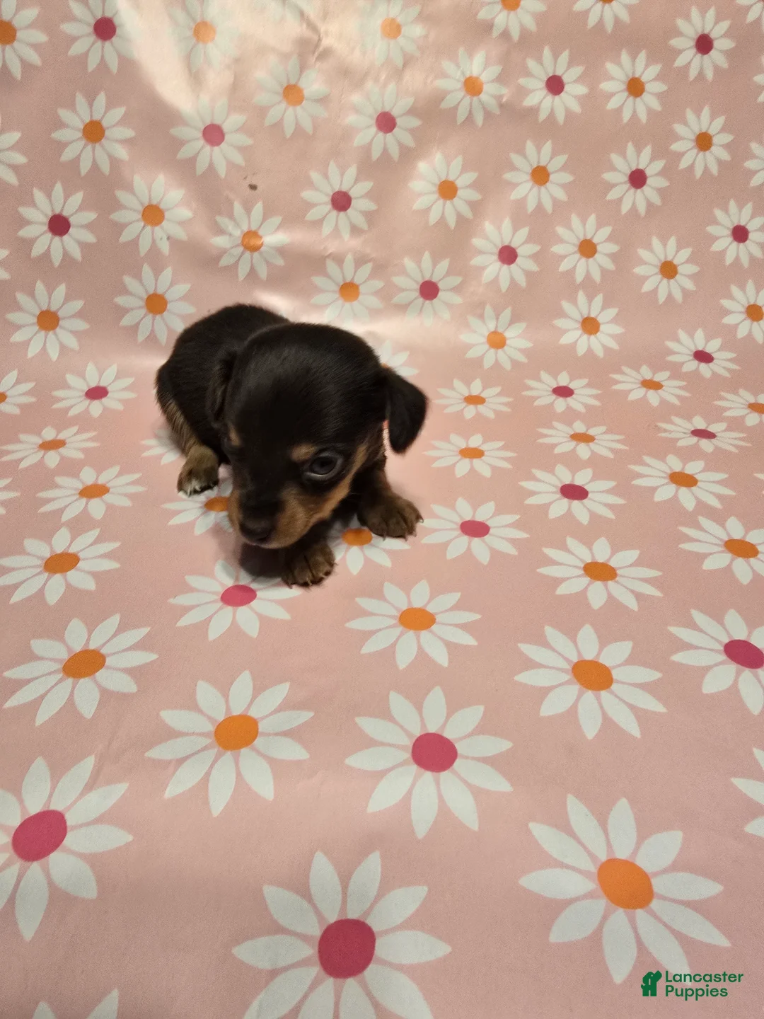 Miniature Dachshund dogs for sale: Honey - Ad 4