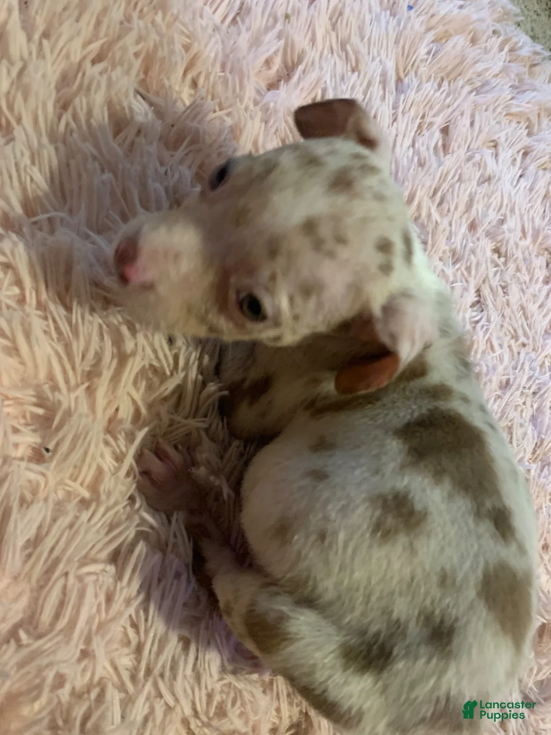 American Bully dogs for sale: American Bully 2 - Ad 2