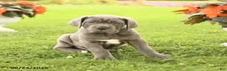 Cane Corso dogs for sale: Dawson - Ad 3