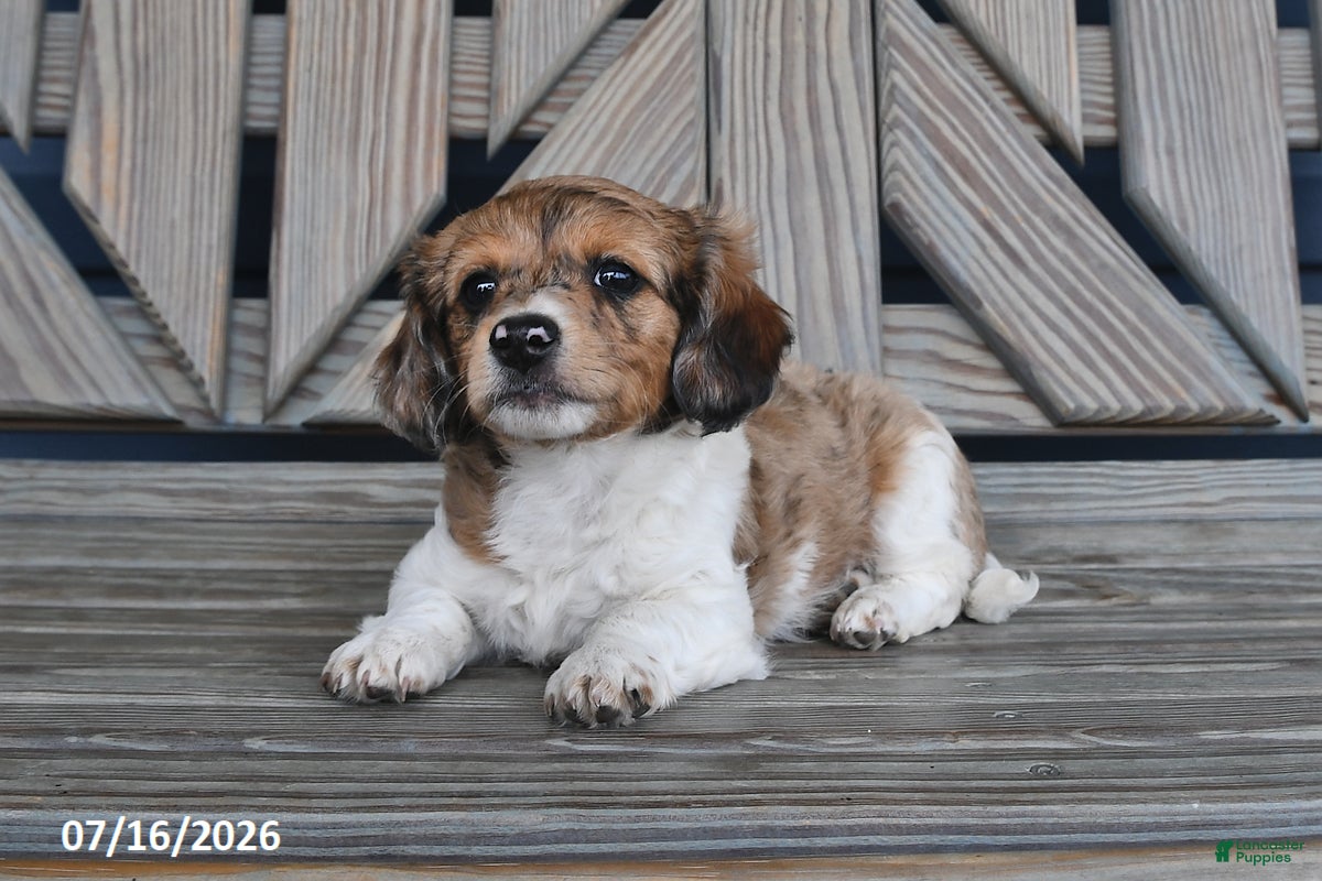 Chiweenie dogs Terry - Ad 2