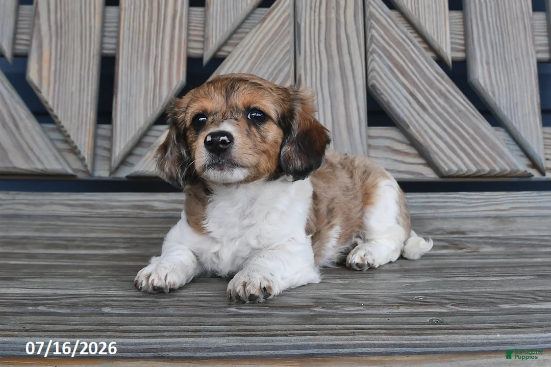 Chiweenie dogs for sale: Terry - Ad 2