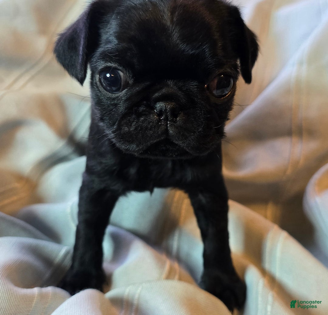 Pug dogs for sale: Elton - Ad 6