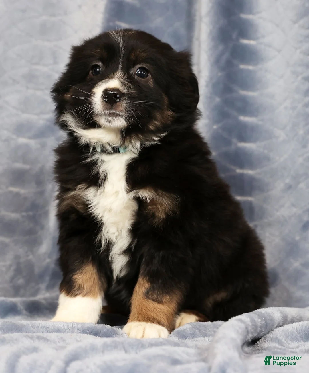 Miniature Australian Shepherd dogs for sale: Ernie - Ad 6