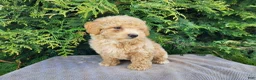 Mini Bernedoodle dogs for sale: Liam - Ad 17