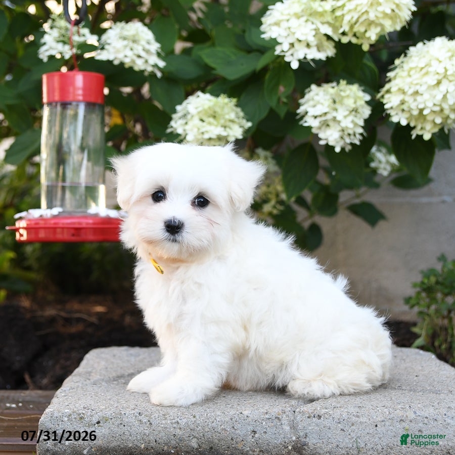 Maltese dogs Freddie - Ad 1
