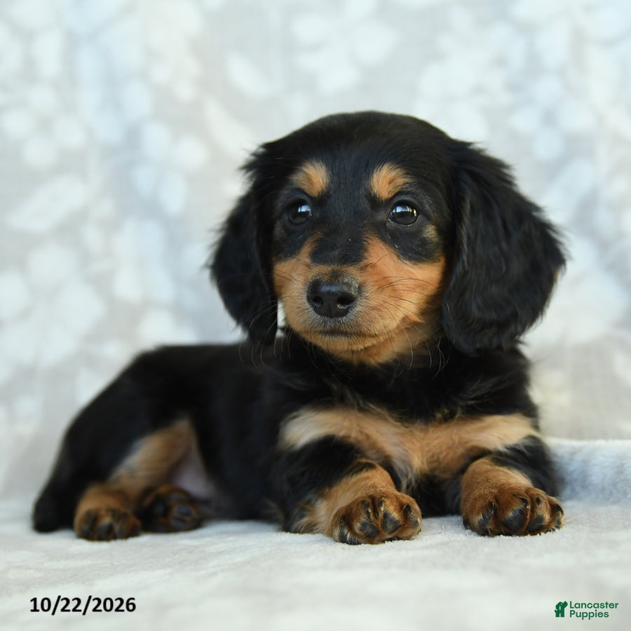 Miniature Dachshund dogs for sale: Pepper - Ad 2
