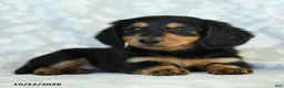 Miniature Dachshund dogs for sale: Pepper - Ad 2