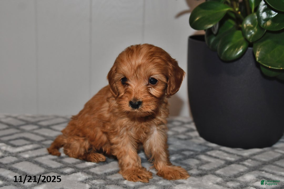 Cavapoo dogs for sale: Leo - Ad 5