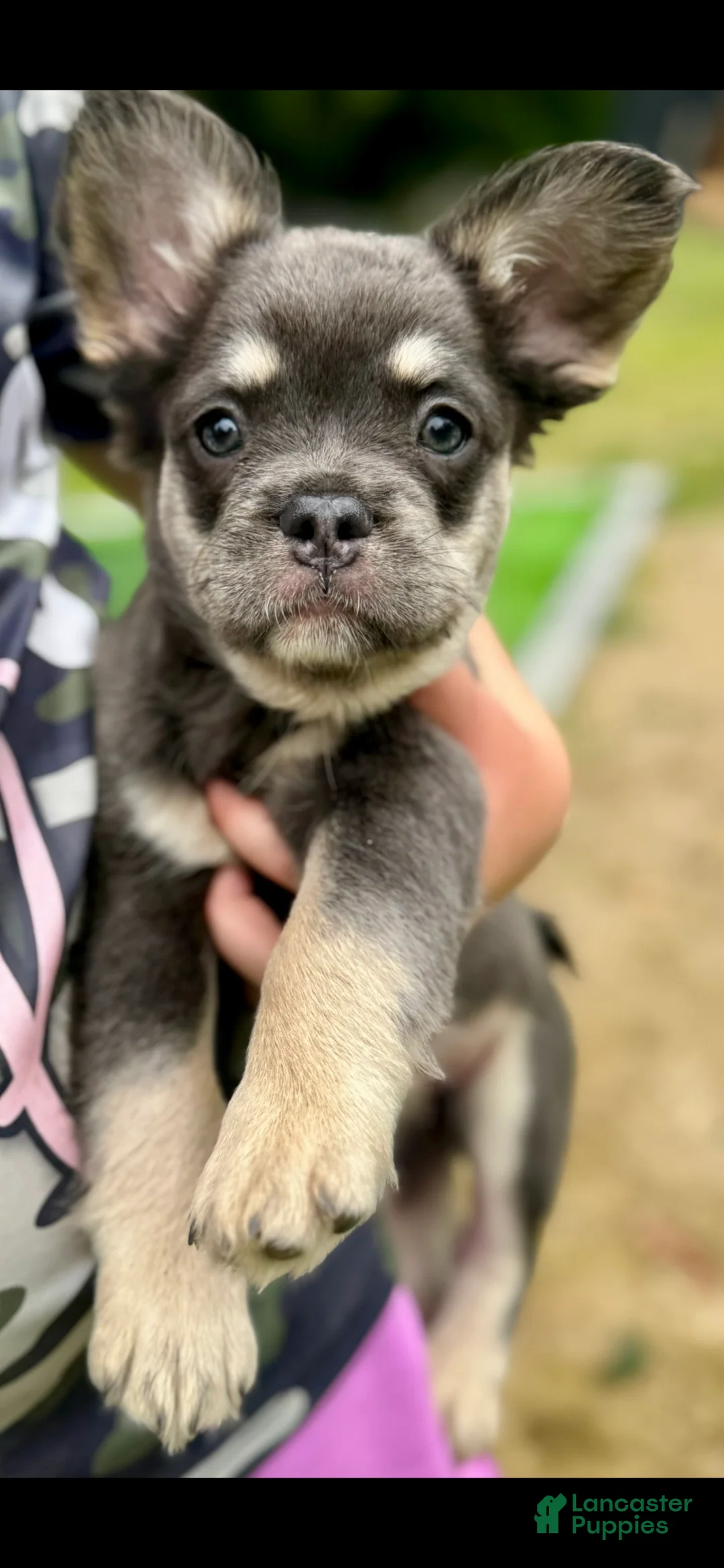 French Bulldog dogs for sale: Georgia - Ad 2