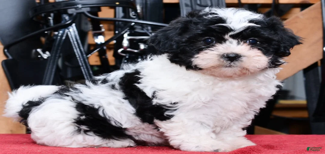 Gallery Image {{count}}