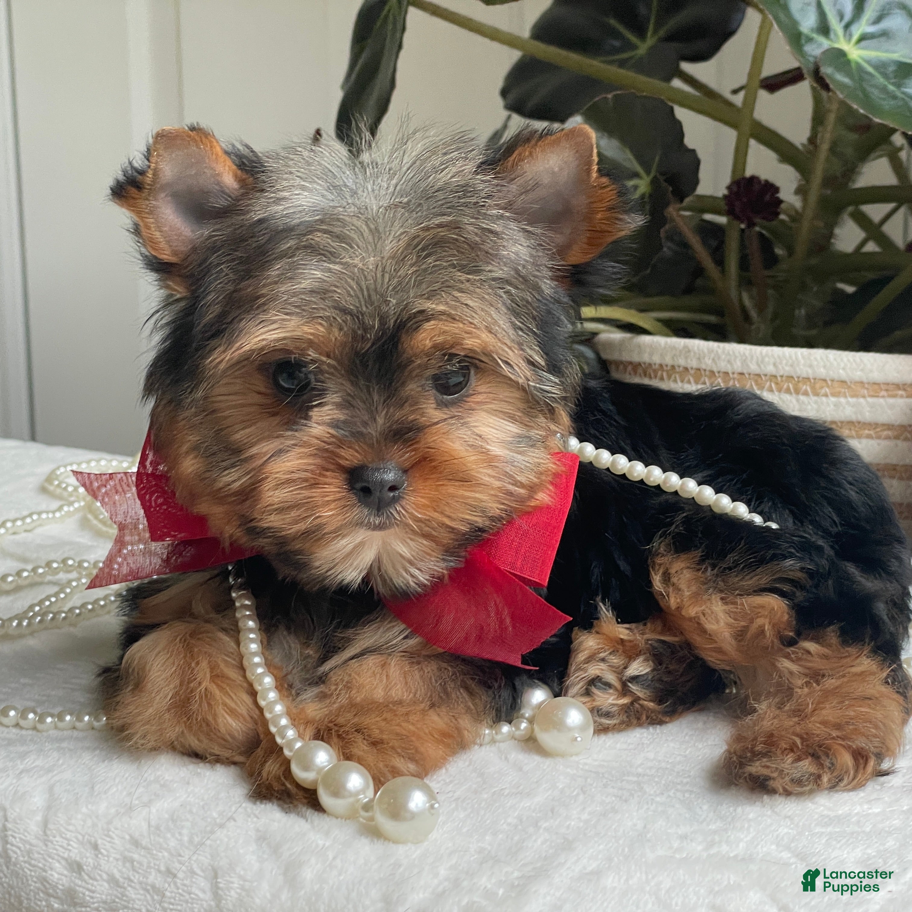 Yorkshire Terrier dogs Fido - Ad 1