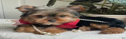 Yorkshire Terrier dogs for sale: Fido - Ad 1