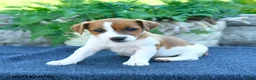 Jack Russell Terrier dogs for sale: Jocelyn - Ad 3